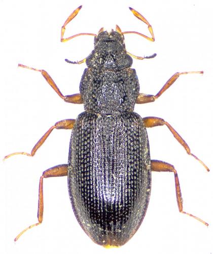 Réf. 194 502 : Hydraena assimilis